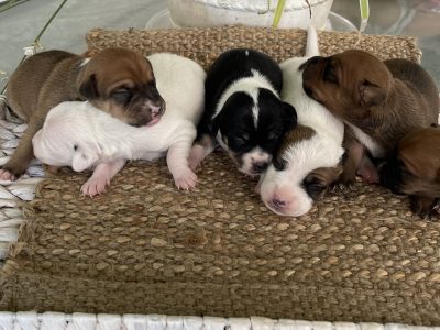 Jack Russell x Dachshund