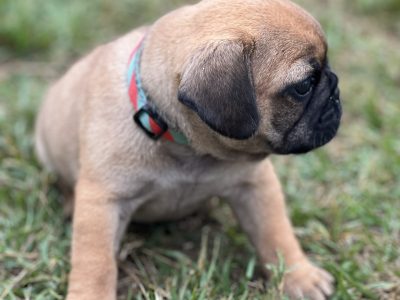 Pug x French Bulldog pups