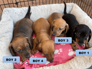 Miniature Dachshund Puppies Ready by Feb. 4, 2022.