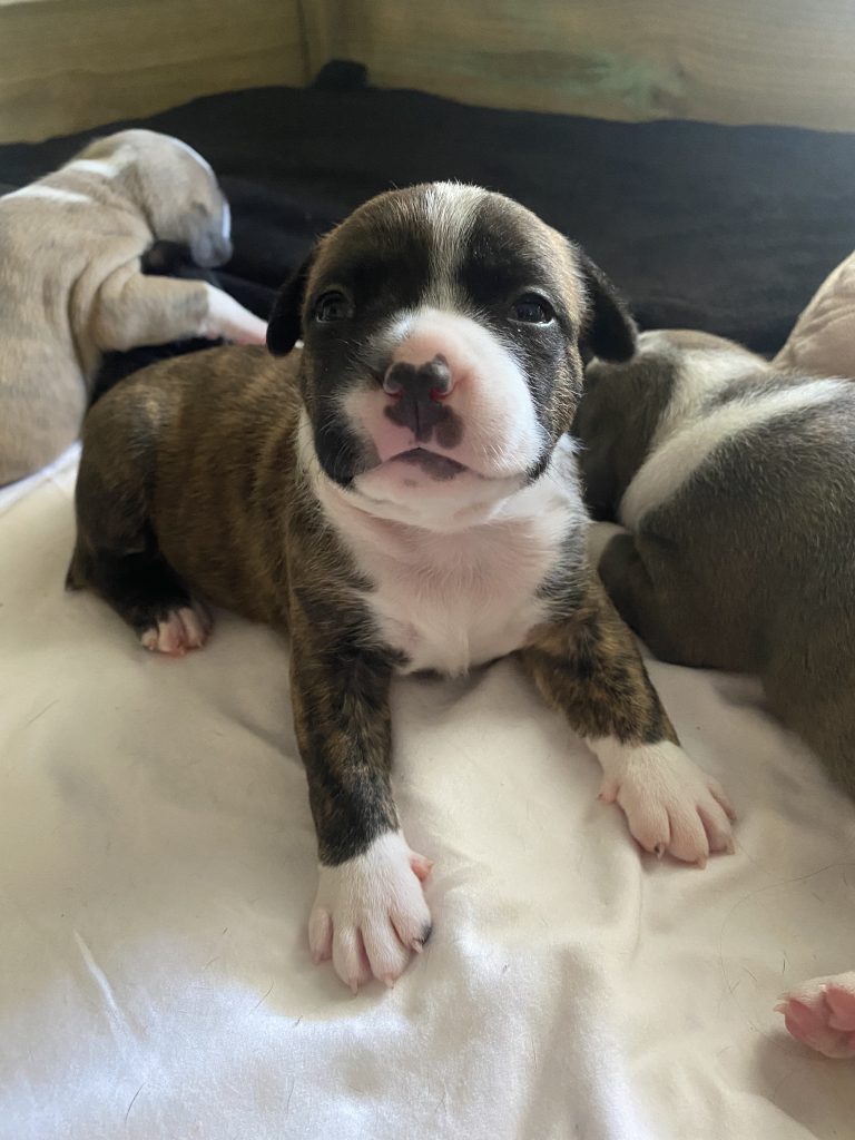 Purebred American Staffy Puppies PetsForHomes