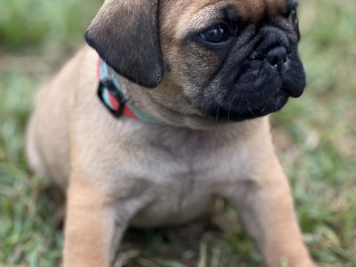 Pug x French Bulldog pups