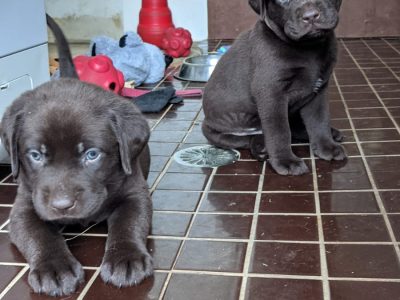 Purebred Labrador puppies