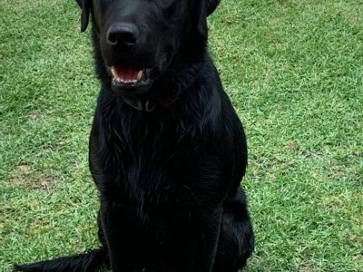 Pure Breed Labrador Puppies for Sale