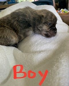 Maltese x Chihuahua Puppies