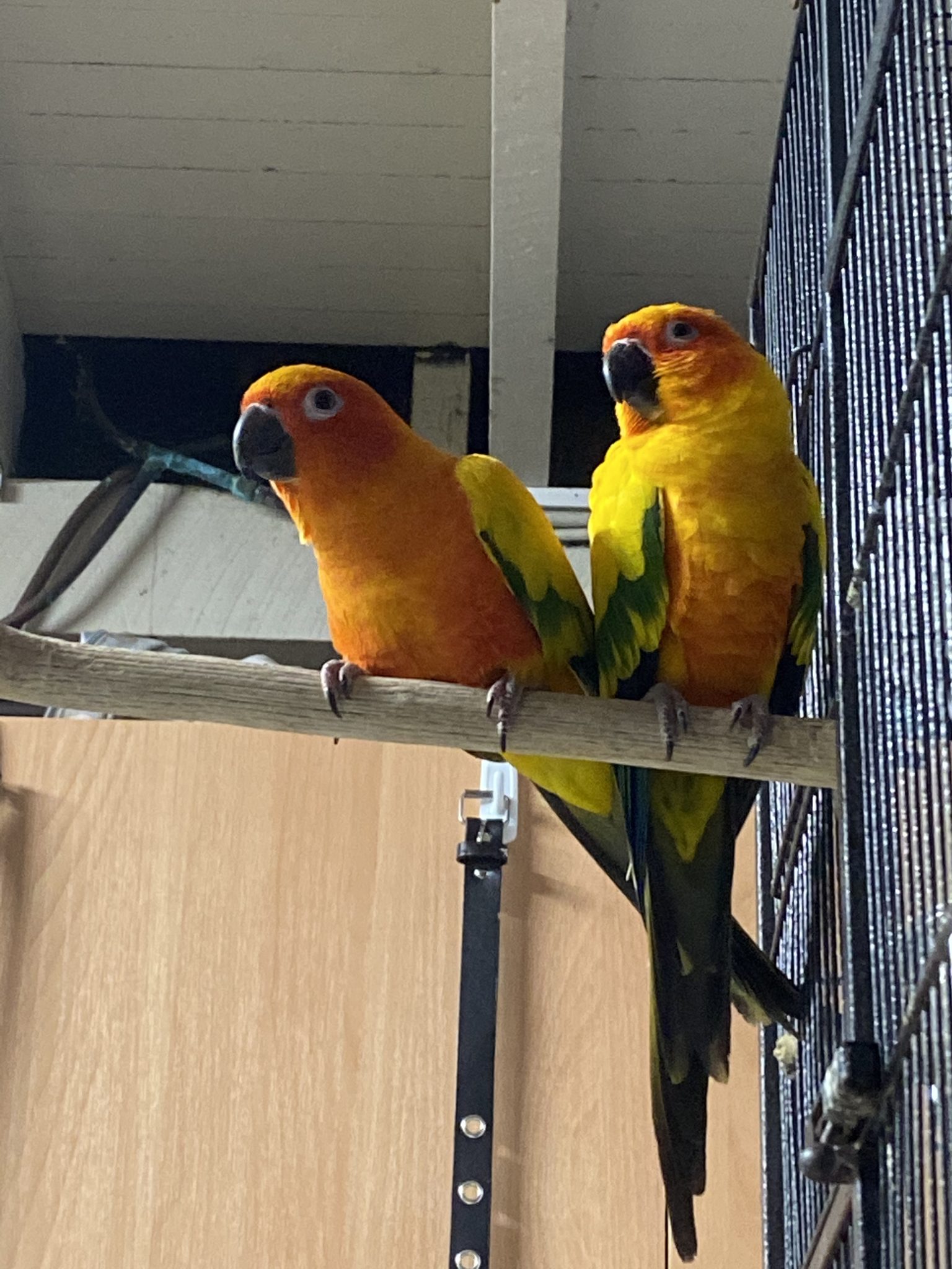 Bonded pair of sun conures