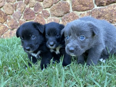 Border Collie x Kelpie puppies