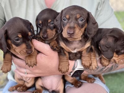Pure mini dachshund pups with imported lines