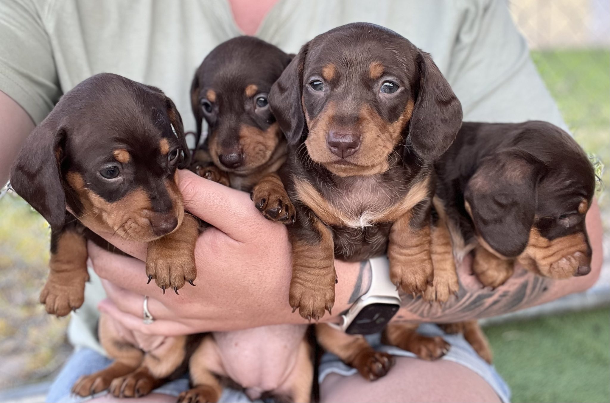 Pure mini dachshund pups with imported lines