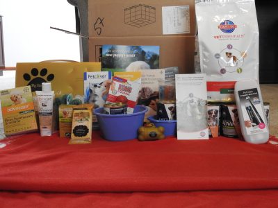 Toy/Miniature Poodles – Male