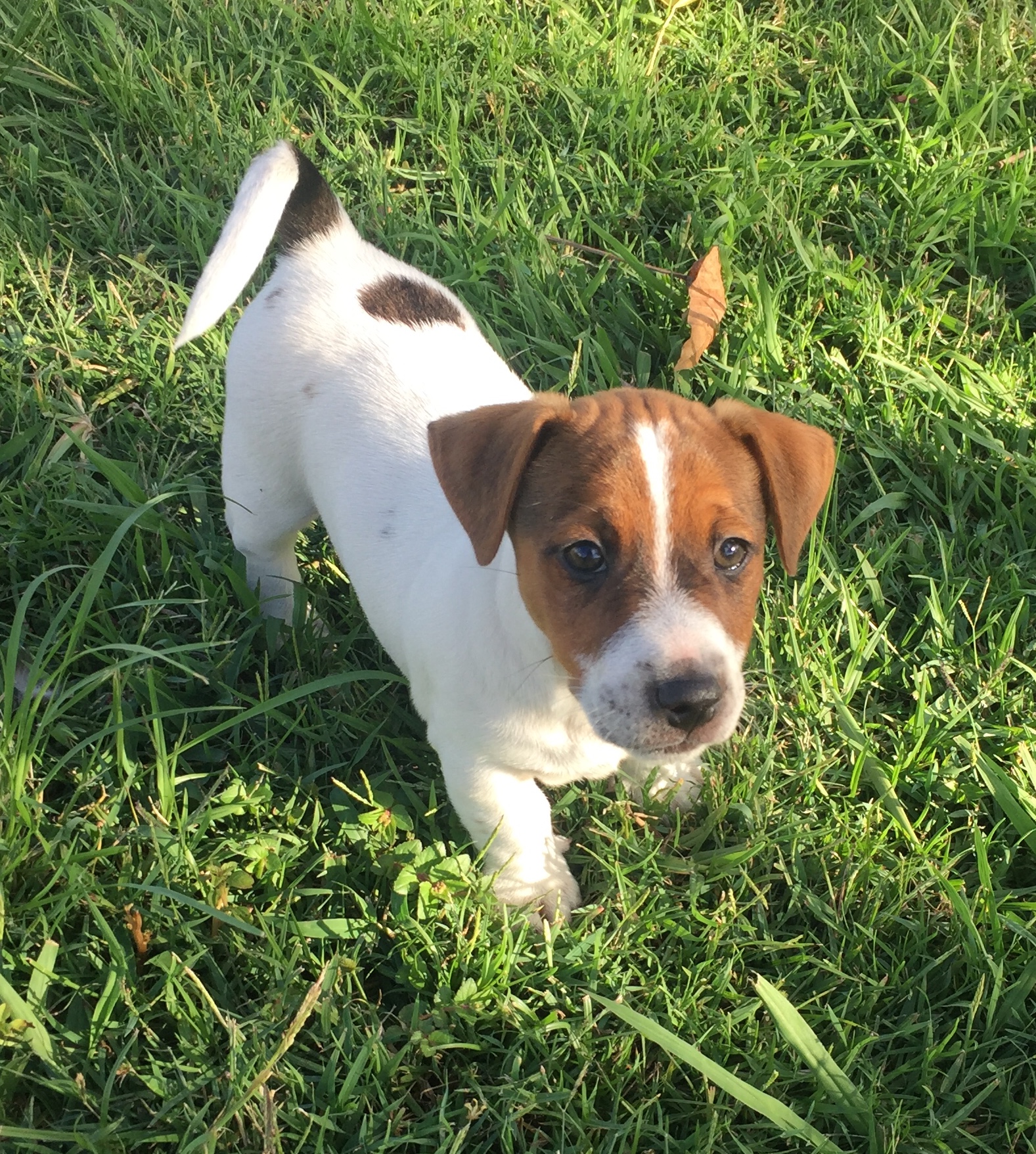 Male Purebred Jack Russell Puppy