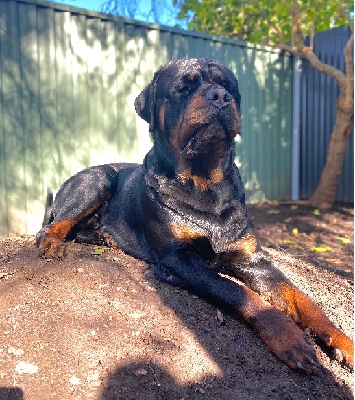 Pedigree Rottweiler Puppies/ Tailed and Bobtails