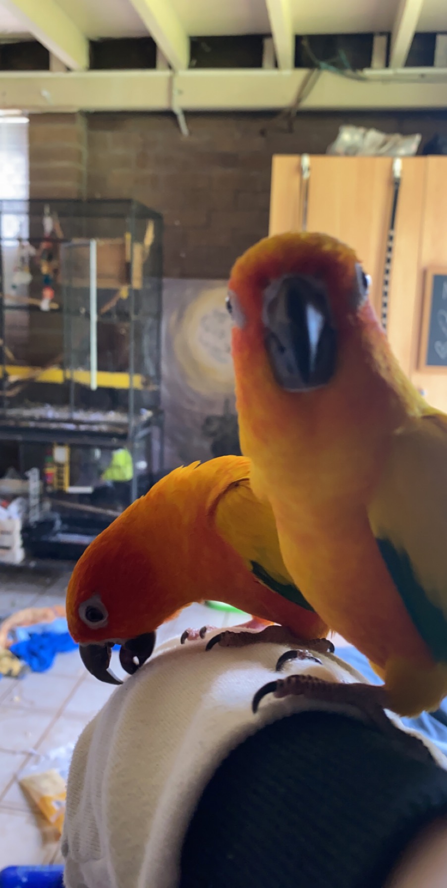 Bonded pair of sun conures