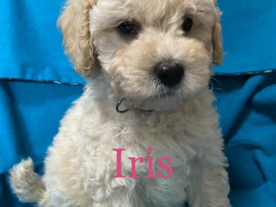 Groodle Puppies F1b miniature