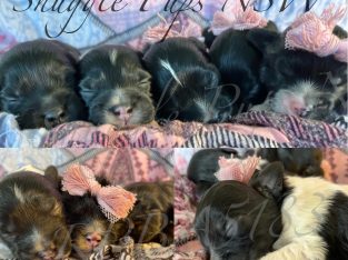 SHIHPOO puppies for sale