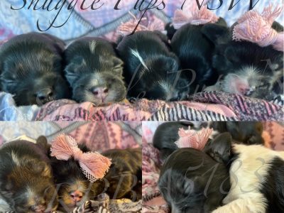 SHIHPOO puppies for sale