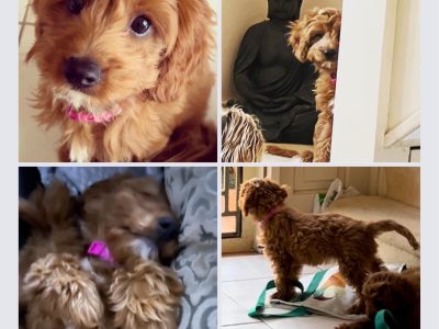 Female Ruby F2 Cavoodle puppy