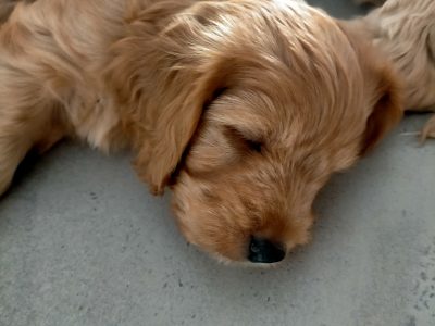 2 male Spoodle Puppies available January 10