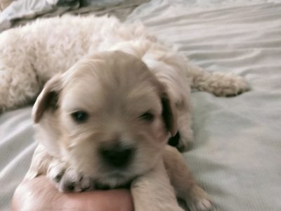 Cavoodles x Maltese pups