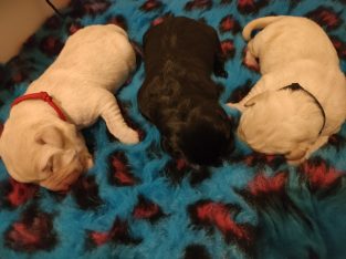 Labrador Puppies born 23/01/22