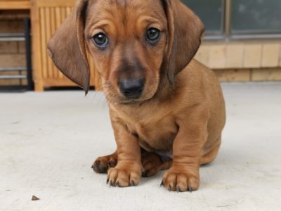 Mini Dachshund Puppies