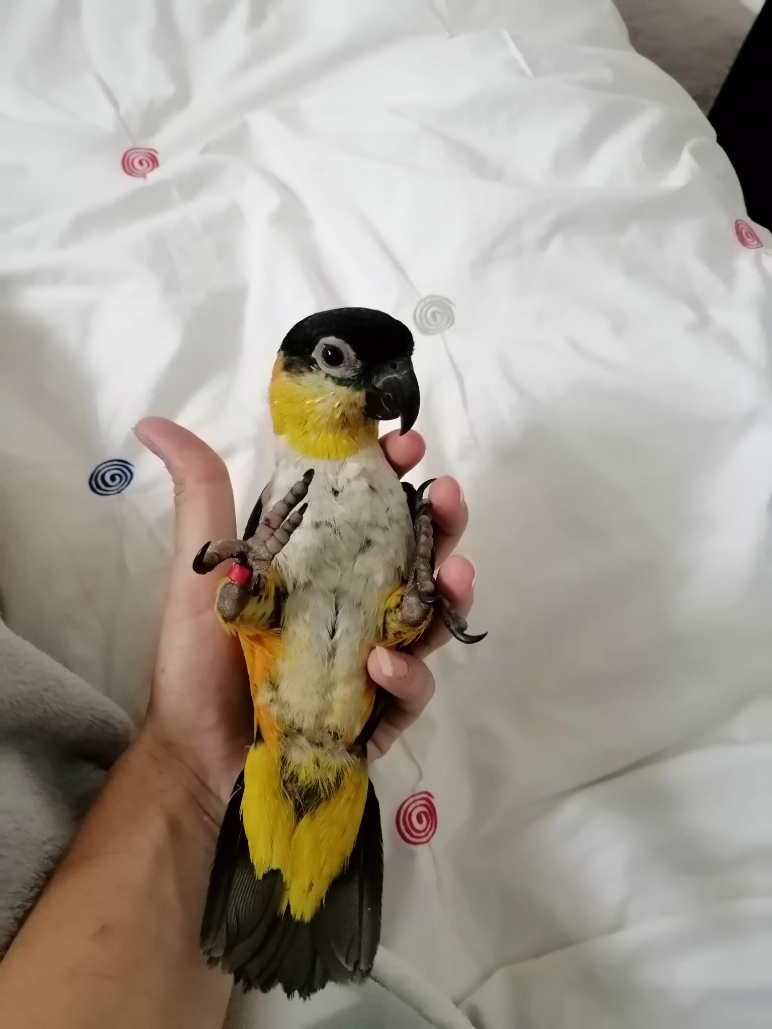 Female black headed caique for sale