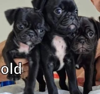 Pug Puppies For Sale