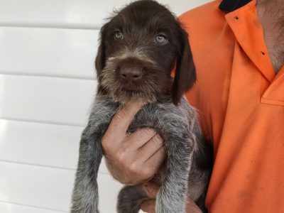 German Wirehaired Pointer Puppies