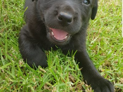 Labrador x Kelpie puppies