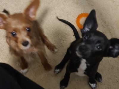 Toy cavoodle x puppies