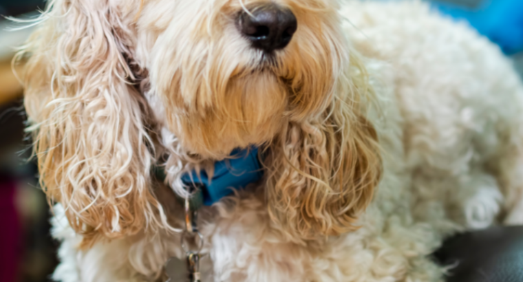 Spoodle Vs. Cavoodle – What’s The Difference?