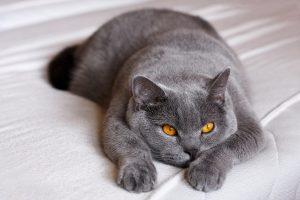 Relaxed British shorthair for sale