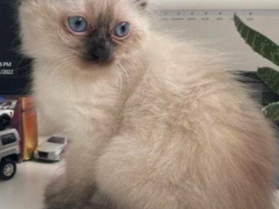 PUREBRED RAGDOLL KITTEN