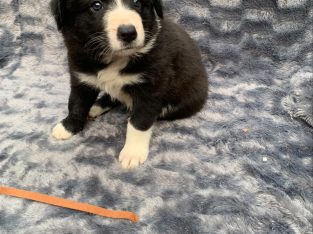Purebred Border Collie Puppies Long Haired