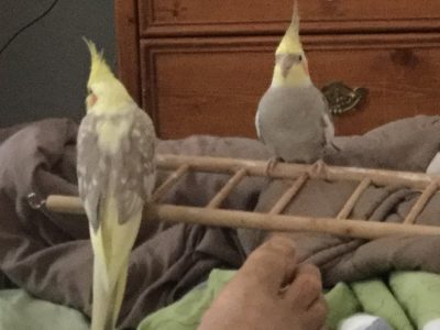 A pair of fun loving cockatiels Gabby & Sunny