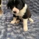Purebred Border Collie Puppies Long Haired