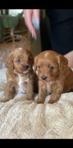 Female Ruby F2 Cavoodle puppy