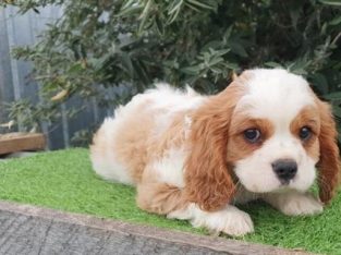 Cavalier Puppy – only 1 available