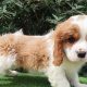 Cavalier Puppy – only 1 available