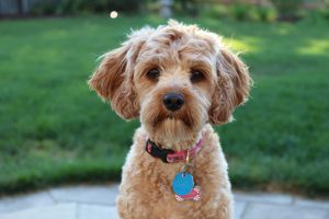 cavoodle