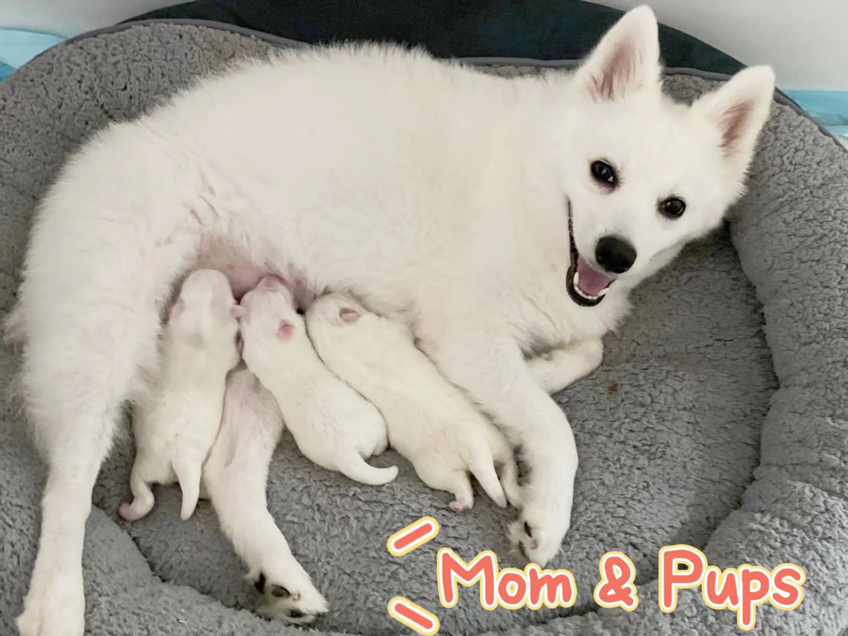 Loveable purebred Japanese Spitz puppies