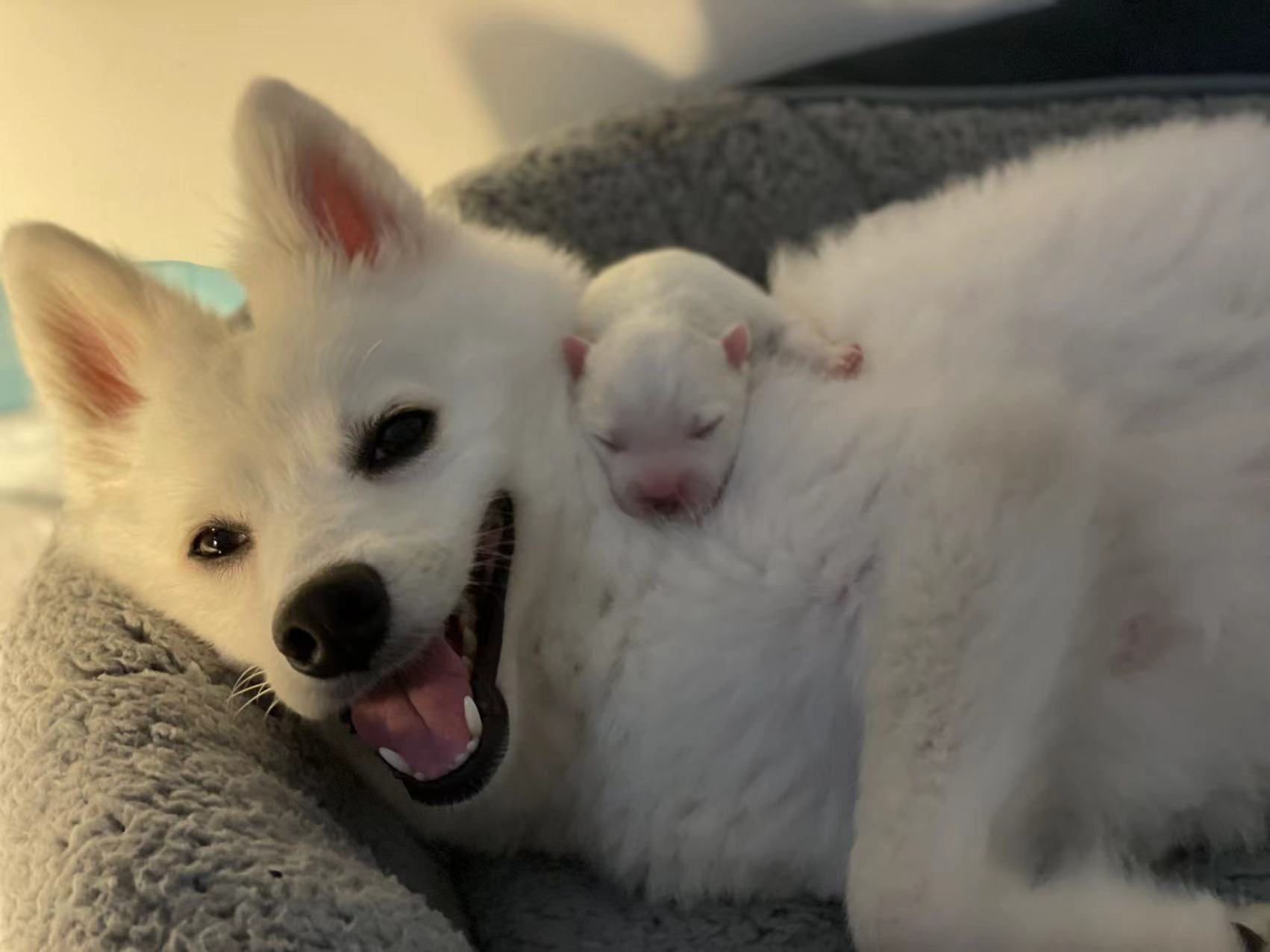 Loveable purebred Japanese Spitz puppies