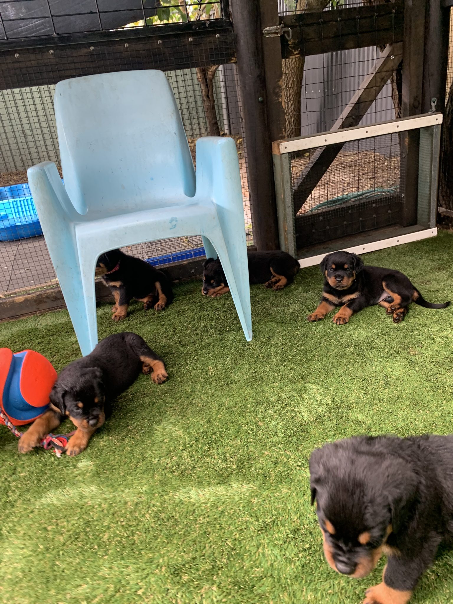 Pedigree Rottweiler Puppies/ Tailed and Bobtails