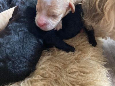 Shmoodle’s not Cavoodle’s