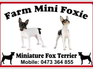 Pure Miniature Fox Terrier Mini Foxie Ready Now