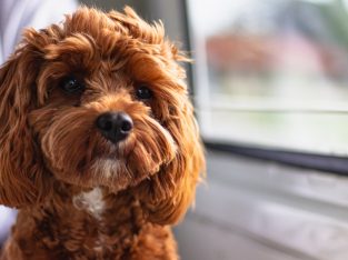 Looking for Cavoodle puppy in WA