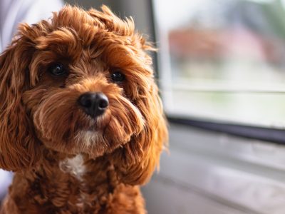 Looking for Cavoodle puppy in WA