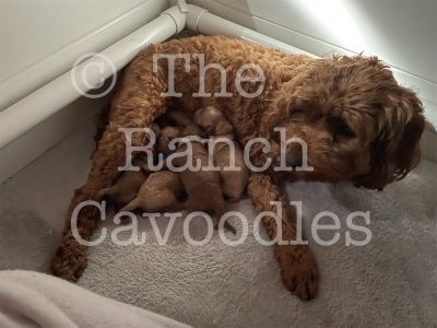 Ruby Papered Theodores DNA Clear ready 18 Nov