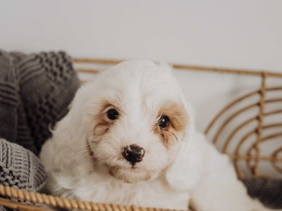 Cavoodle Puppies for Sale