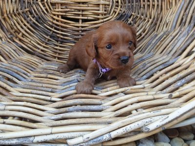 Cavoodle Puppies for Sale