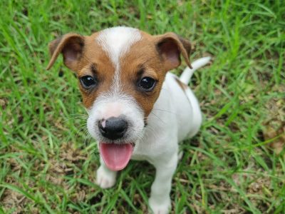 Jack Russell Terrier Puppies